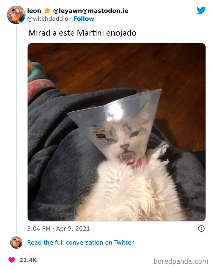 Estos divertidos 20 memes de animales te alegrarán el día