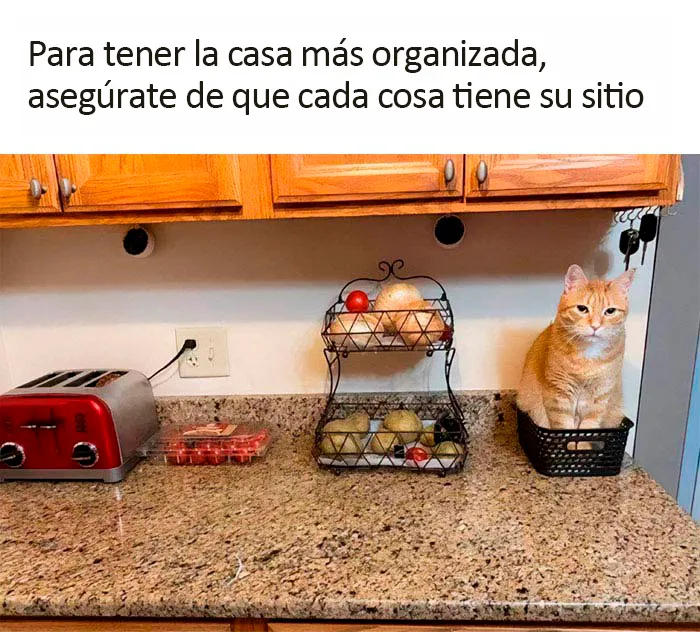 Estos divertidos 20 memes de animales te alegrarán el día