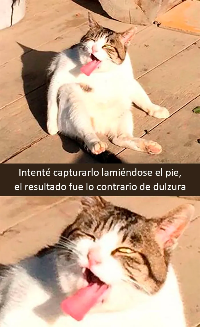 20 Divertidos y reconfortantes memes de animales para alegrarte el día