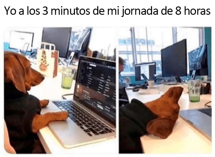 20 Divertidos y reconfortantes memes de animales para alegrarte el día