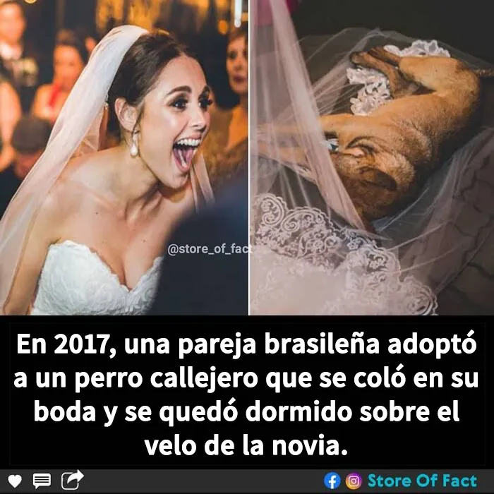 20 Datos fascinantes que te dejarán alucinando