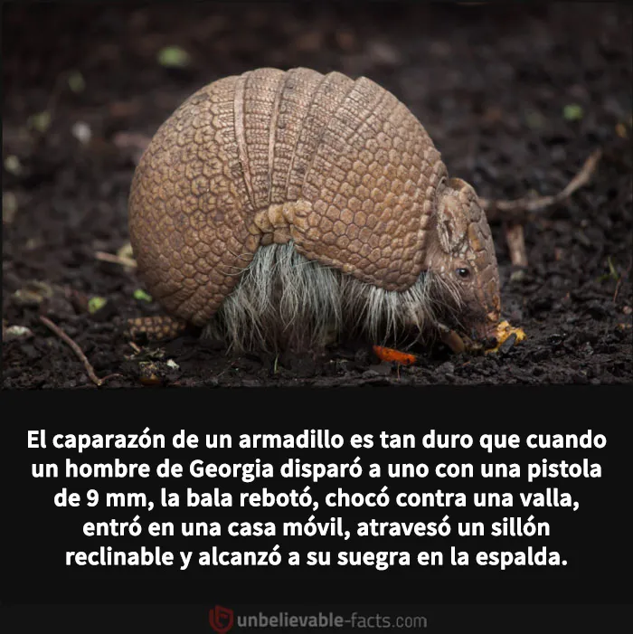 20 Datos increíbles y alucinantes que despertarán tu curiosidad