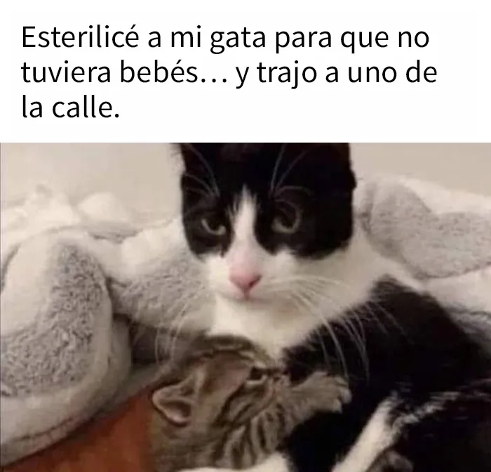 “El consejo de gatos” ha hablado, y estas 20 publicaciones son las más adorables que tienen