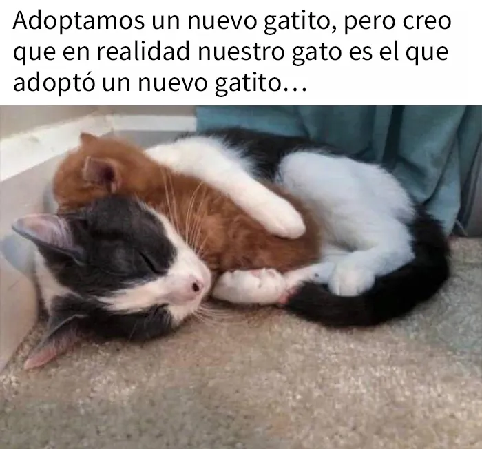 “El consejo de gatos” ha hablado, y estas 20 publicaciones son las más adorables que tienen