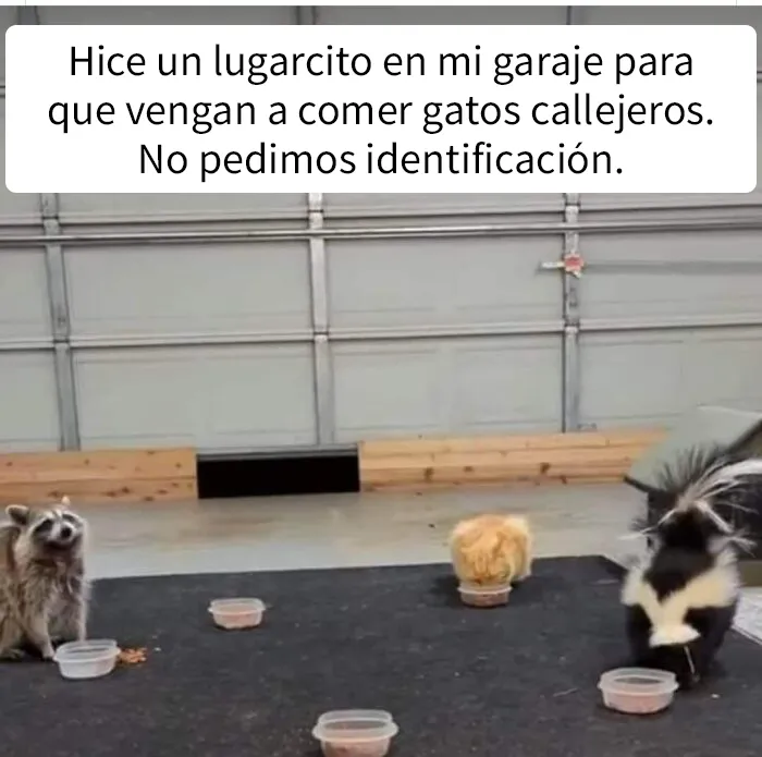 “El consejo de gatos” ha hablado, y estas 20 publicaciones son las más adorables que tienen