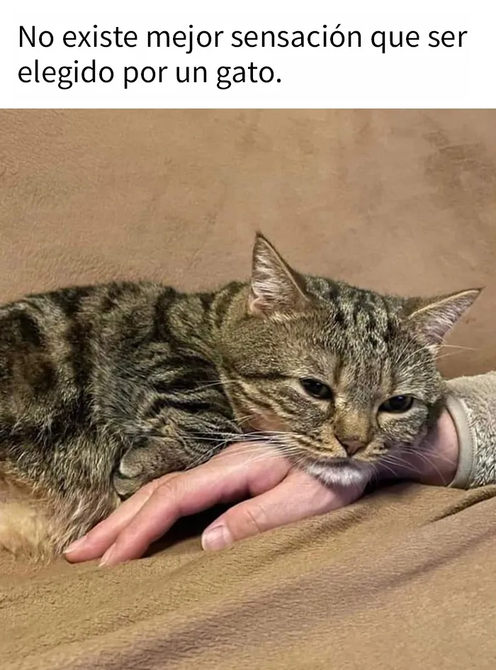 “El consejo de gatos” ha hablado, y estas 20 publicaciones son las más adorables que tienen