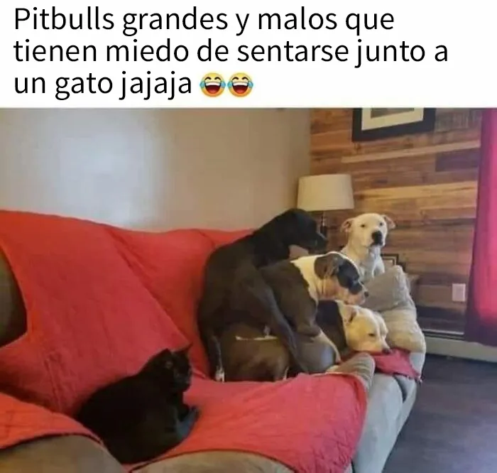 “El consejo de gatos” ha hablado, y estas 20 publicaciones son las más adorables que tienen