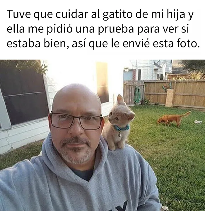 “El consejo de gatos” ha hablado, y estas 20 publicaciones son las más adorables que tienen