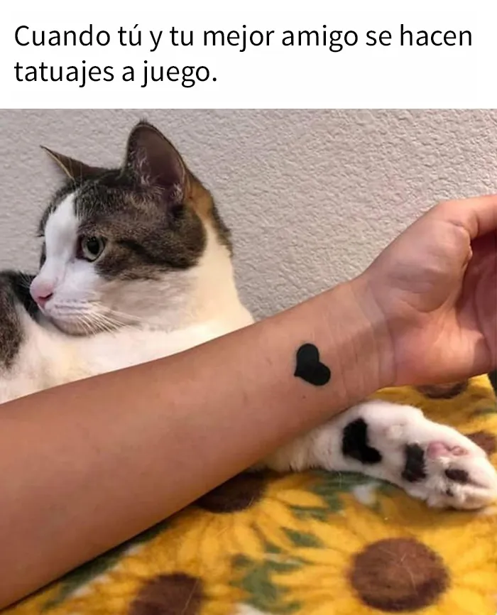 “El consejo de gatos” ha hablado, y estas 20 publicaciones son las más adorables que tienen