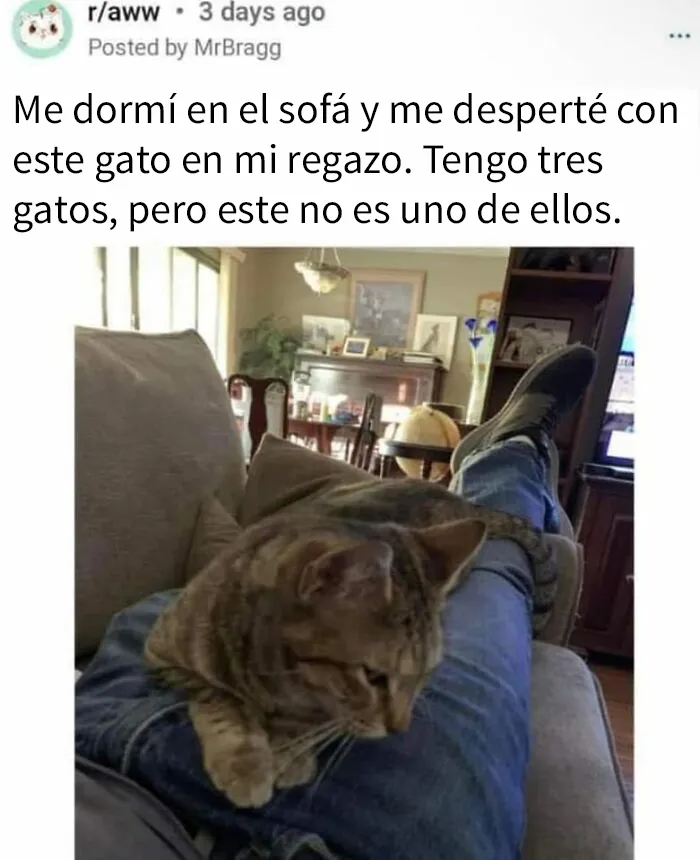 “El consejo de gatos” ha hablado, y estas 20 publicaciones son las más adorables que tienen