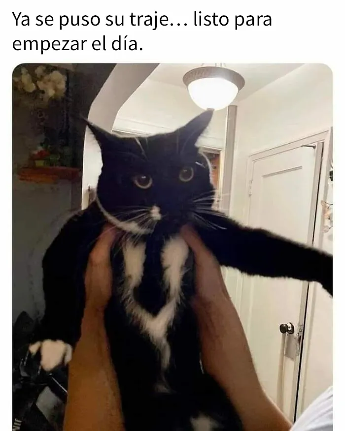 “El consejo de gatos” ha hablado, y estas 20 publicaciones son las más adorables que tienen