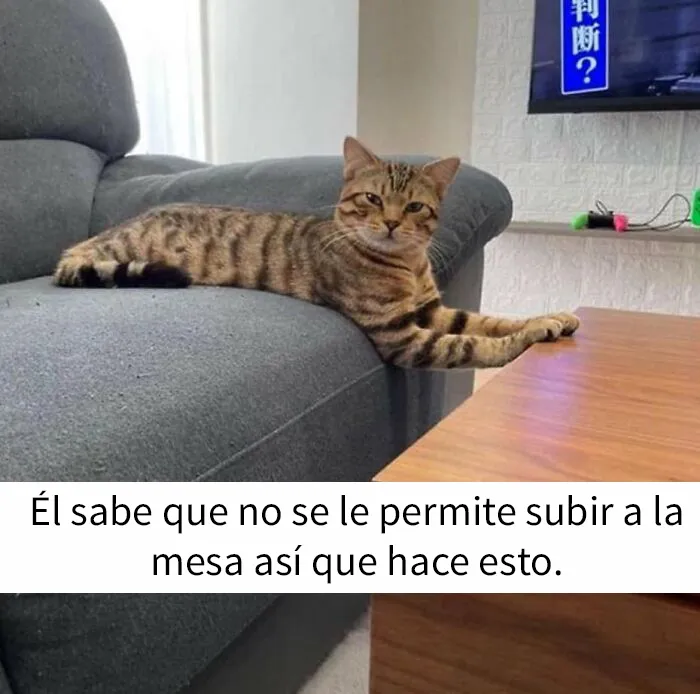 “El consejo de gatos” ha hablado, y estas 20 publicaciones son las más adorables que tienen