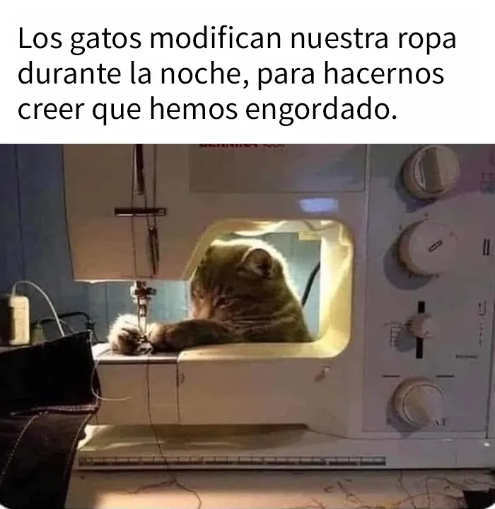 “El consejo de gatos” ha hablado, y estas 20 publicaciones son las más adorables que tienen