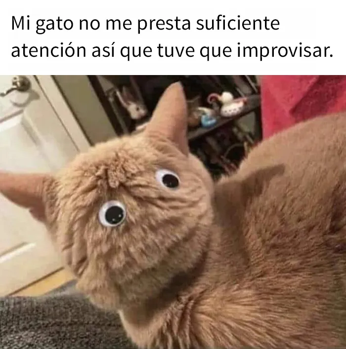 “El consejo de gatos” ha hablado, y estas 20 publicaciones son las más adorables que tienen