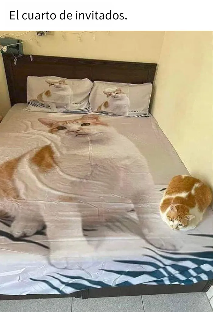 “El consejo de gatos” ha hablado, y estas 20 publicaciones son las más adorables que tienen