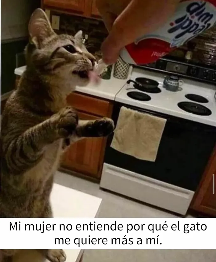 “El consejo de gatos” ha hablado, y estas 20 publicaciones son las más adorables que tienen