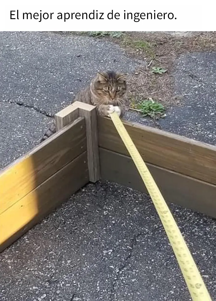 “El consejo de gatos” ha hablado, y estas 20 publicaciones son las más adorables que tienen