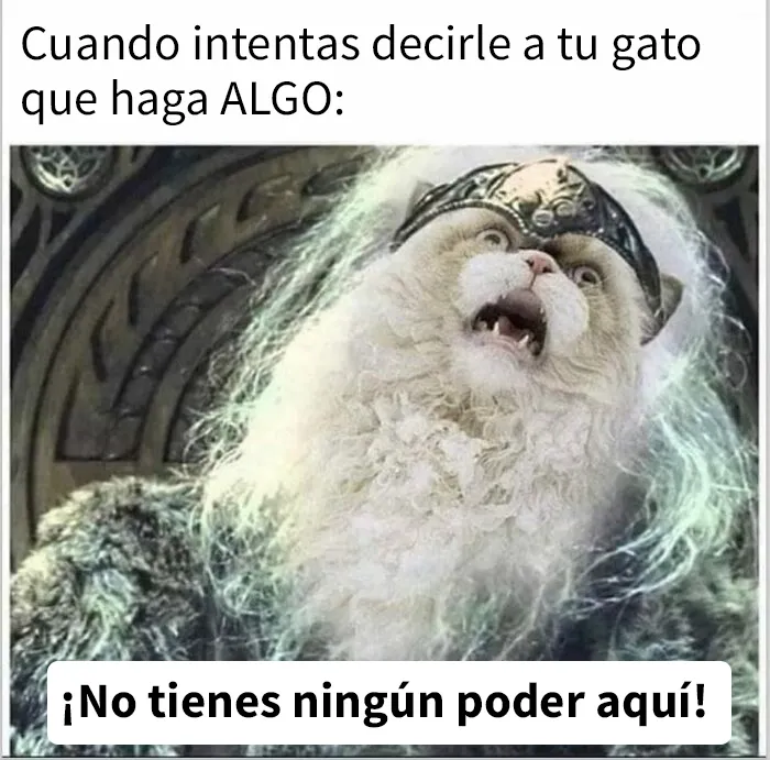 “El consejo de gatos” ha hablado, y estas 20 publicaciones son las más adorables que tienen