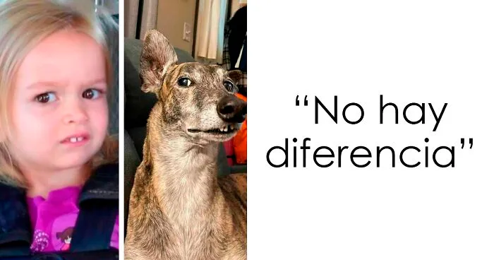 35 Divertidas fotos de perros "malfuncionando"