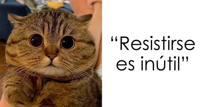 40 Gatos tan adorables que había que retratarlos y compartirlos en internet