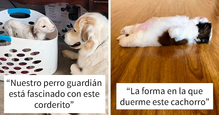 35 Adorables bebés de animales que mejorarán tu día