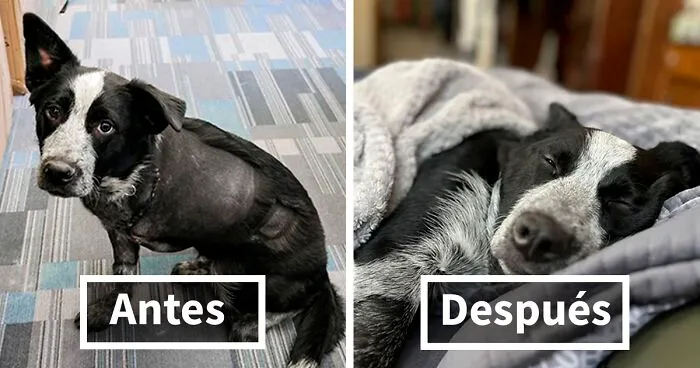 30 fotos del antes y después de perros luego de ser adoptados que derretirán tu corazón (nuevas fotos)