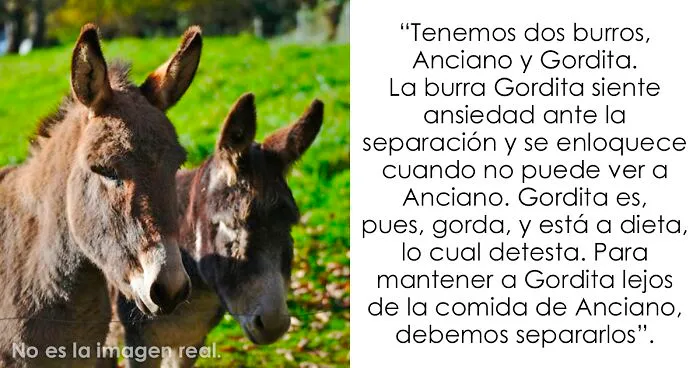 Los dueños de estas mascotas contaron las 15 situaciones más dramáticas que observaron entre ellas