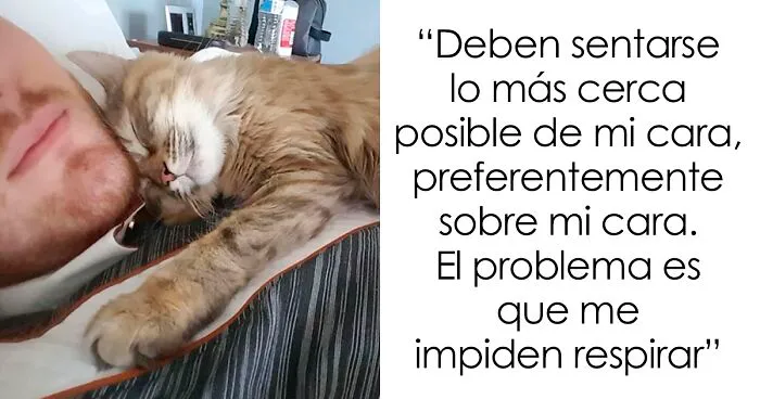 20 reglas absurdas, ingeniosas y sencillamente divertidas que establecen los gatos de la gente