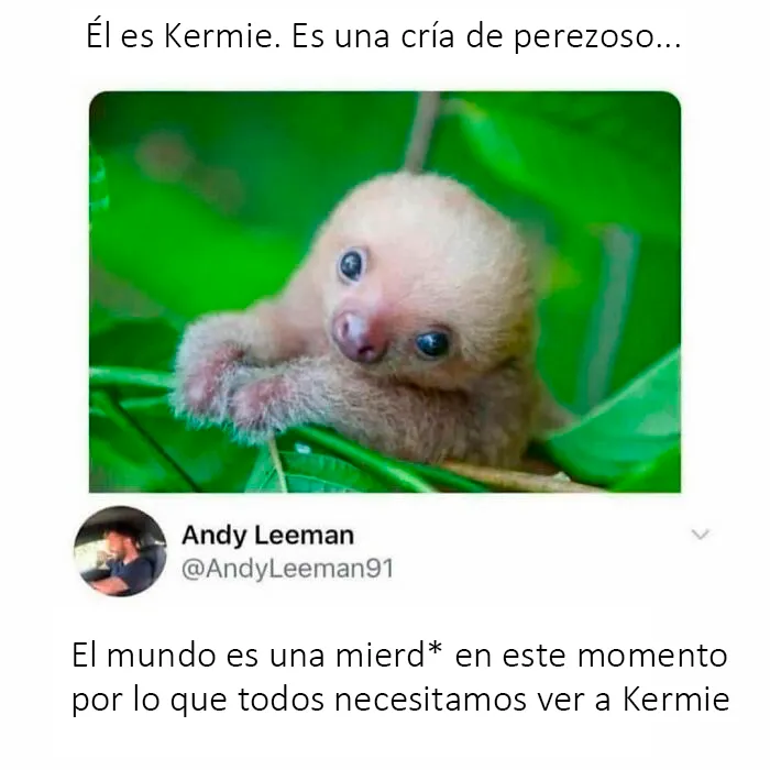 20 Reconfortantes fotos y memes para hacer de hoy un día mejor