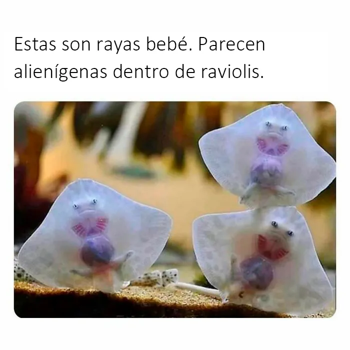 20 Reconfortantes fotos y memes para hacer de hoy un día mejor