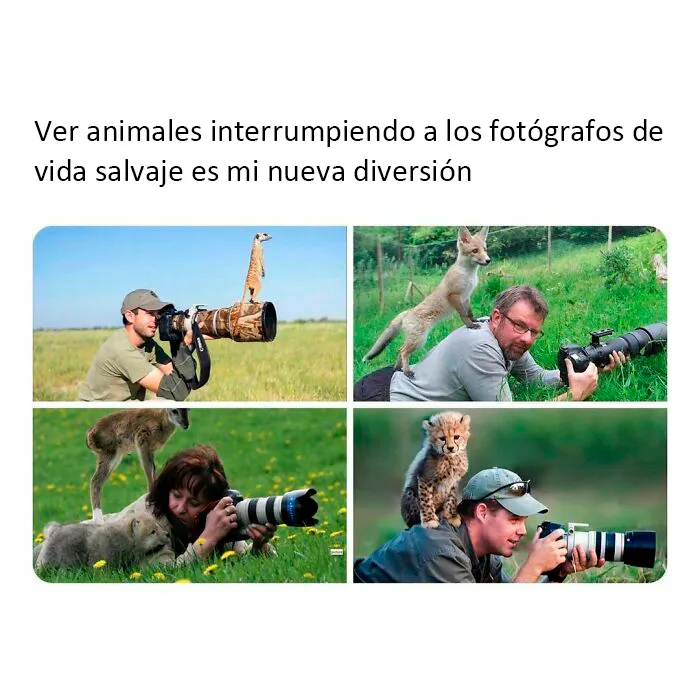 20 Reconfortantes fotos y memes para hacer de hoy un día mejor