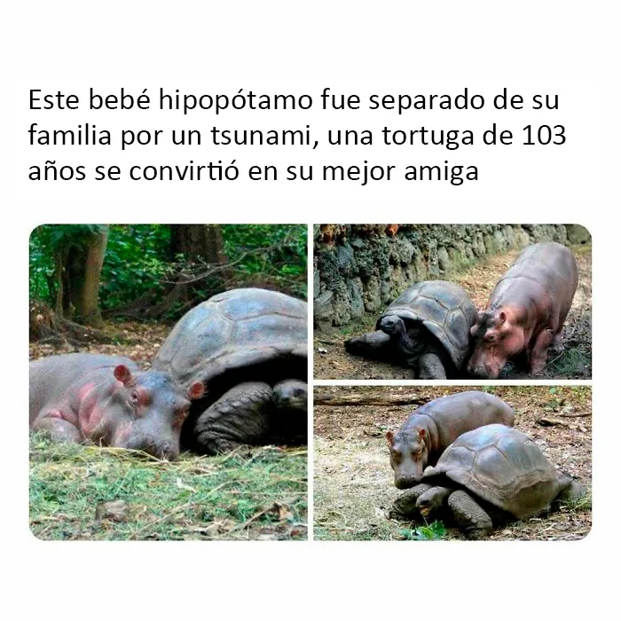 20 Reconfortantes fotos y memes para hacer de hoy un día mejor