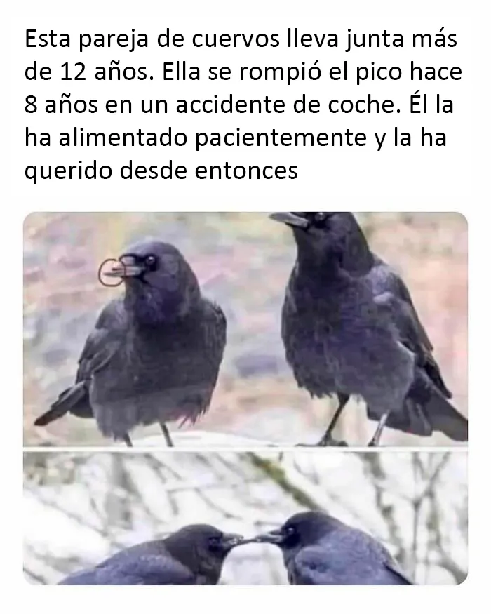 20 Reconfortantes fotos y memes para hacer de hoy un día mejor