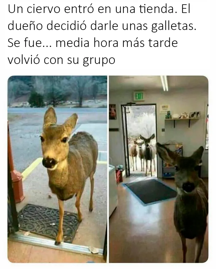 20 Reconfortantes fotos y memes para hacer de hoy un día mejor