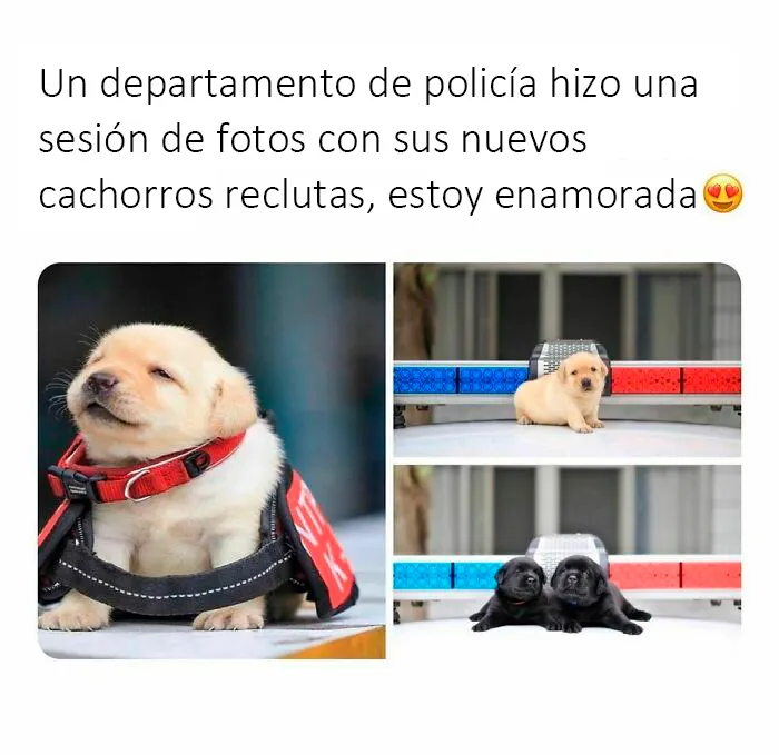 20 Reconfortantes fotos y memes para hacer de hoy un día mejor