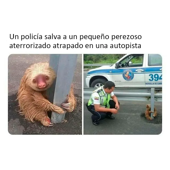 20 Reconfortantes fotos y memes para hacer de hoy un día mejor