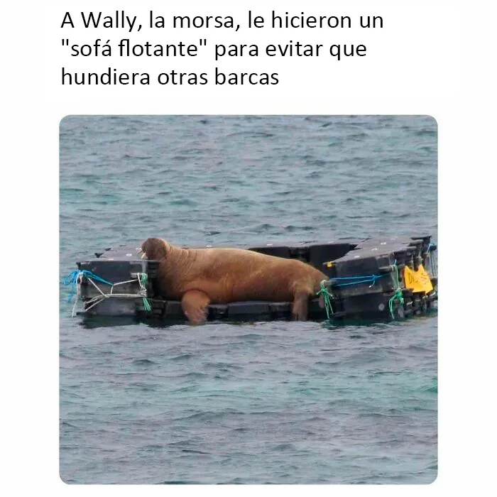 20 Reconfortantes fotos y memes para hacer de hoy un día mejor
