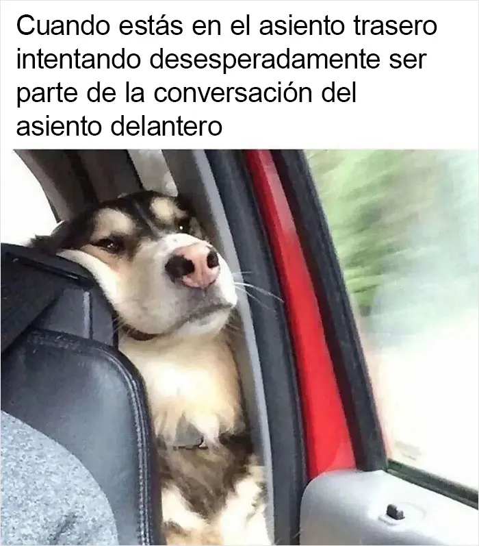 Por si llevas un mal día, aquí tienes 20 divertidísimos memes compartidos en "Meme Lord"