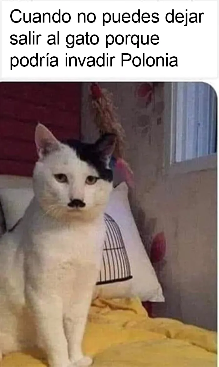 20 memes intelectuales divertidísimos que te recordarán cómo obtuviste tu título