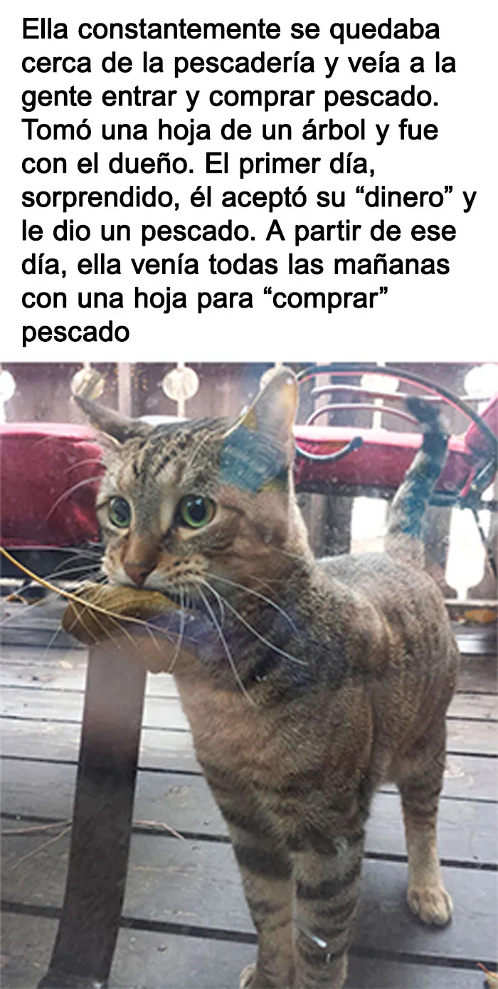 20 Memes reconfortantes para alegrarte el día y devolverte la fe en la humanidad