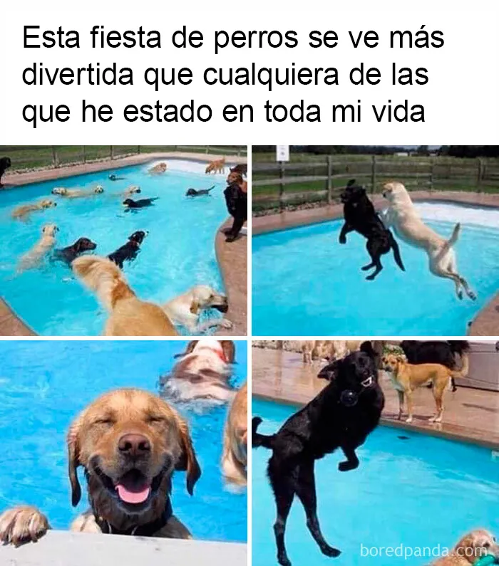 "Sólo sarcasmo": 20 memes divertidísimos para alegrarte el día