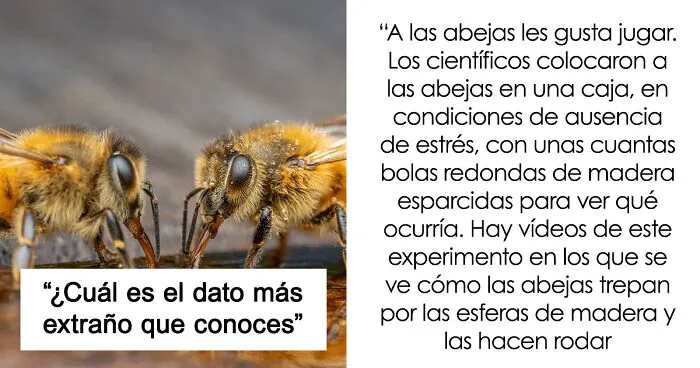 25 Datos aparentemente inútiles, pero extraños e interesantes, compartidos en este hilo