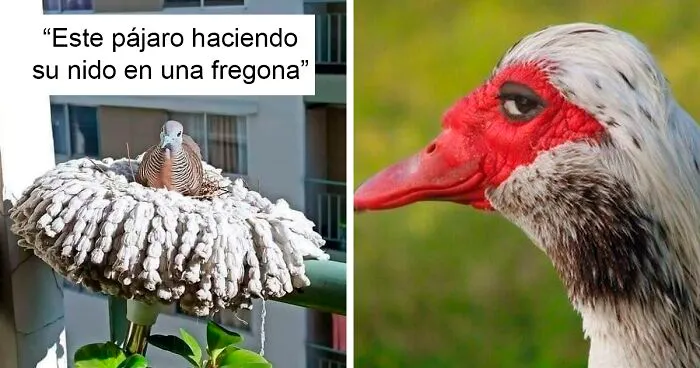 40 Pájaros que hicieron sus nidos en los lugares más inesperados (nuevas fotos)