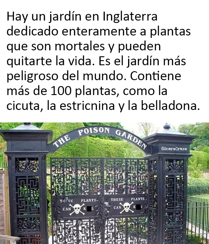 Dato curioso: