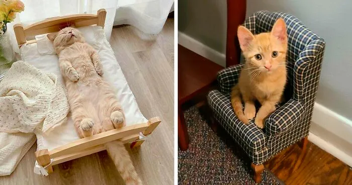 30 Muebles hechos especialmente a medida para gatos