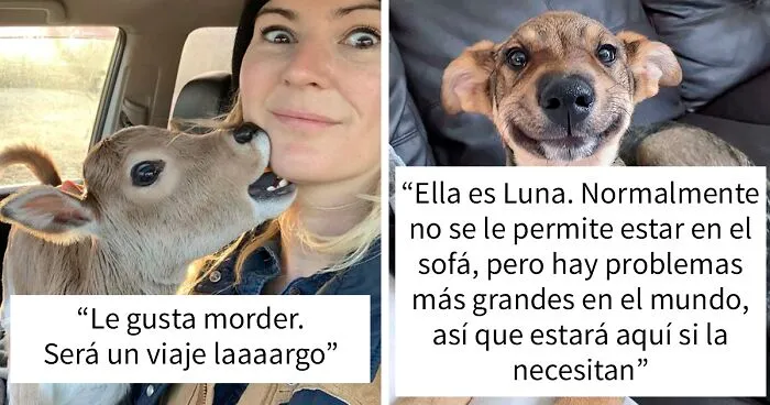 35 Fotos conmovedoras de animales adorables y lindos