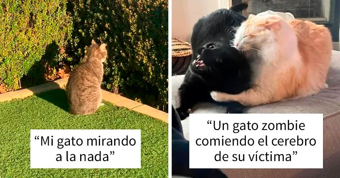 “¿Qué le pasa a mi gato?": 35 fotos divertidas de gatos comportándose de forma muy rara