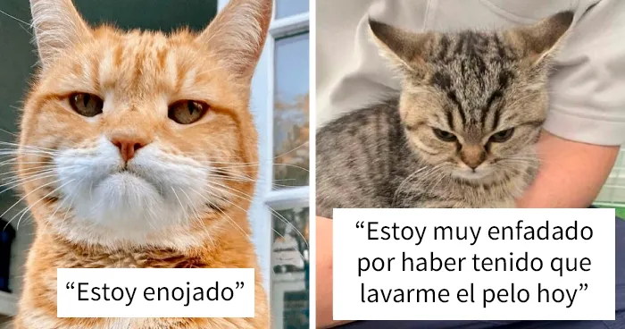 30 Gatos enfadados que exigen ser tomados en serio ahora miausmo
