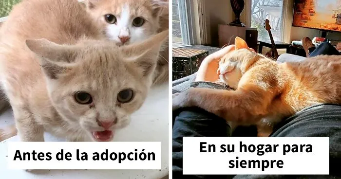 20 Conmovedoras fotos de gatos antes y después de ser adoptados