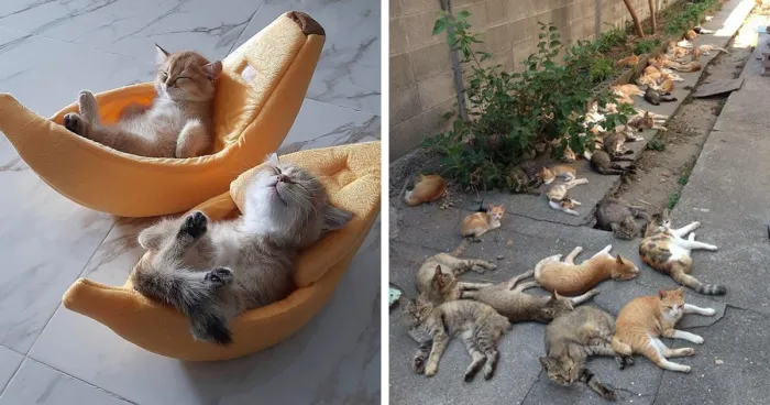 45 Adorables fotos de "gatitos que curan tu depresión", y realmente funcionan